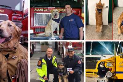 Firehouse K9s Share CBYD Message for #NationalPetDay