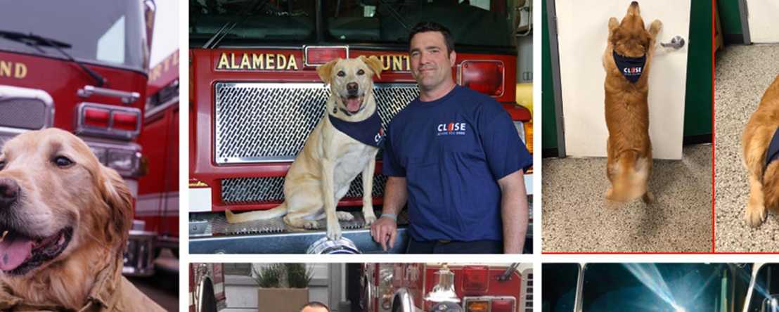 Firehouse K9s Share CBYD Message for #NationalPetDay